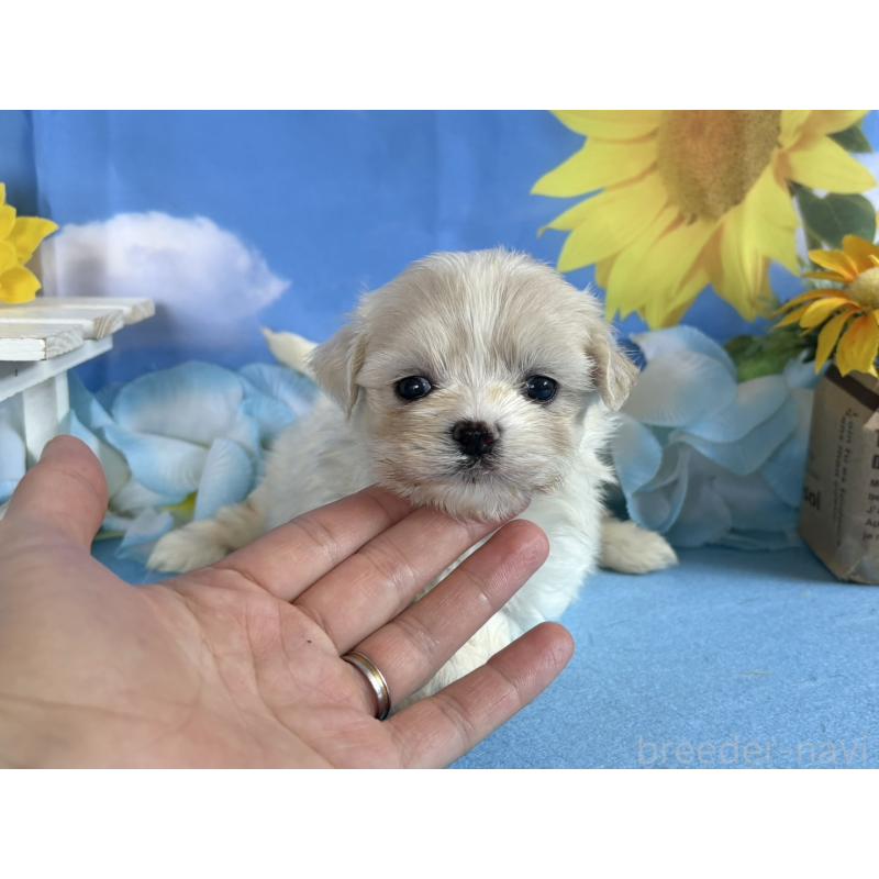 販売中の秋田県のマルチーズ-406640の4枚目