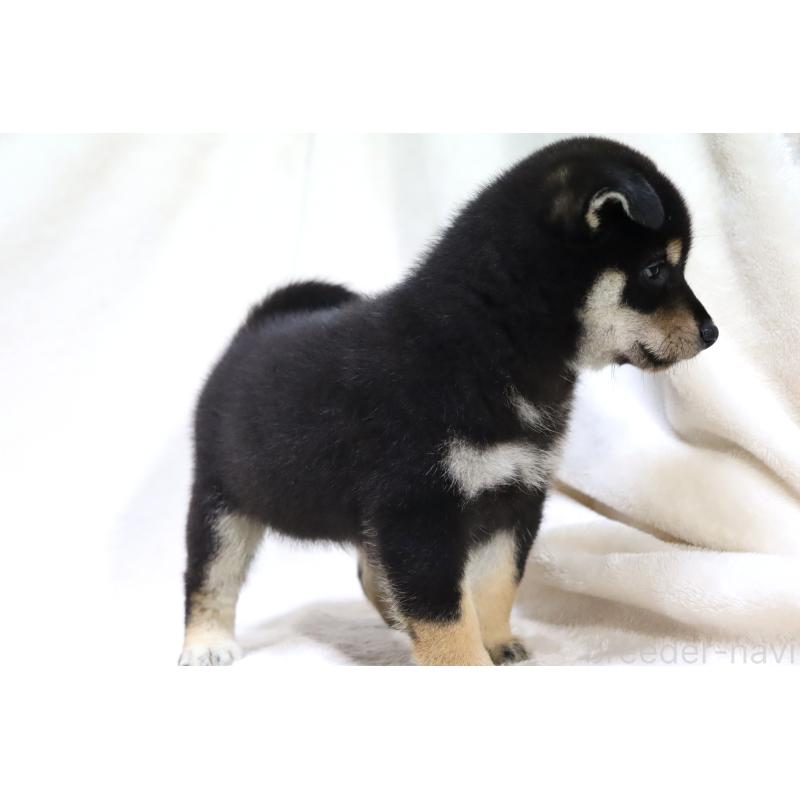 販売中の滋賀県の柴犬-406644の15枚目