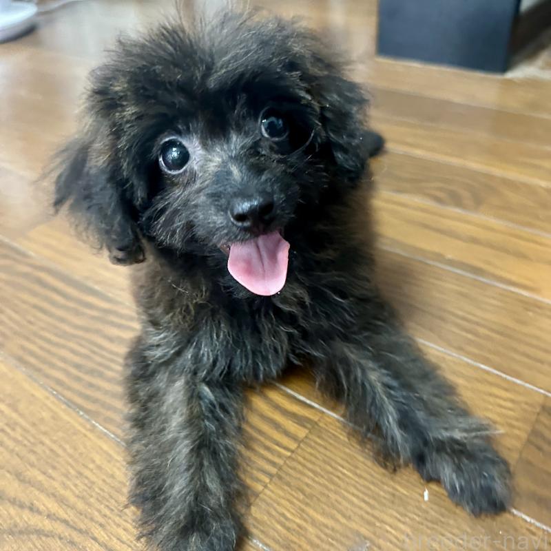 販売中の千葉県のミックス犬-406651の5枚目