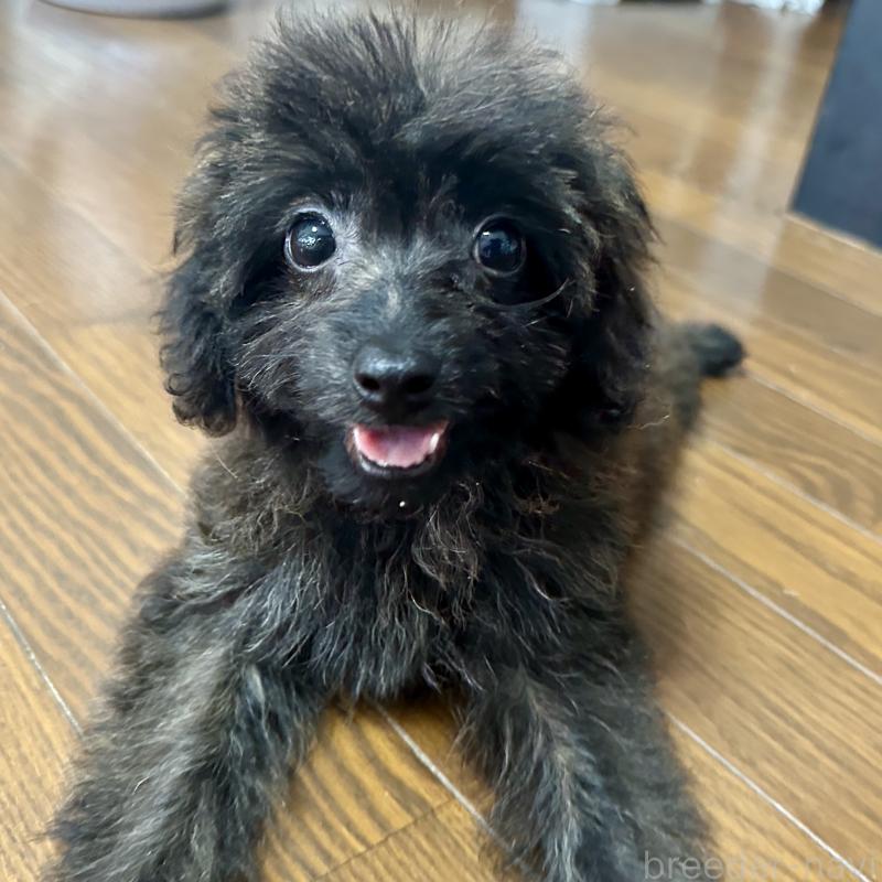 販売中の千葉県のミックス犬-406651の4枚目