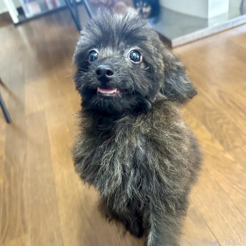 販売中の千葉県のミックス犬-406651の3枚目