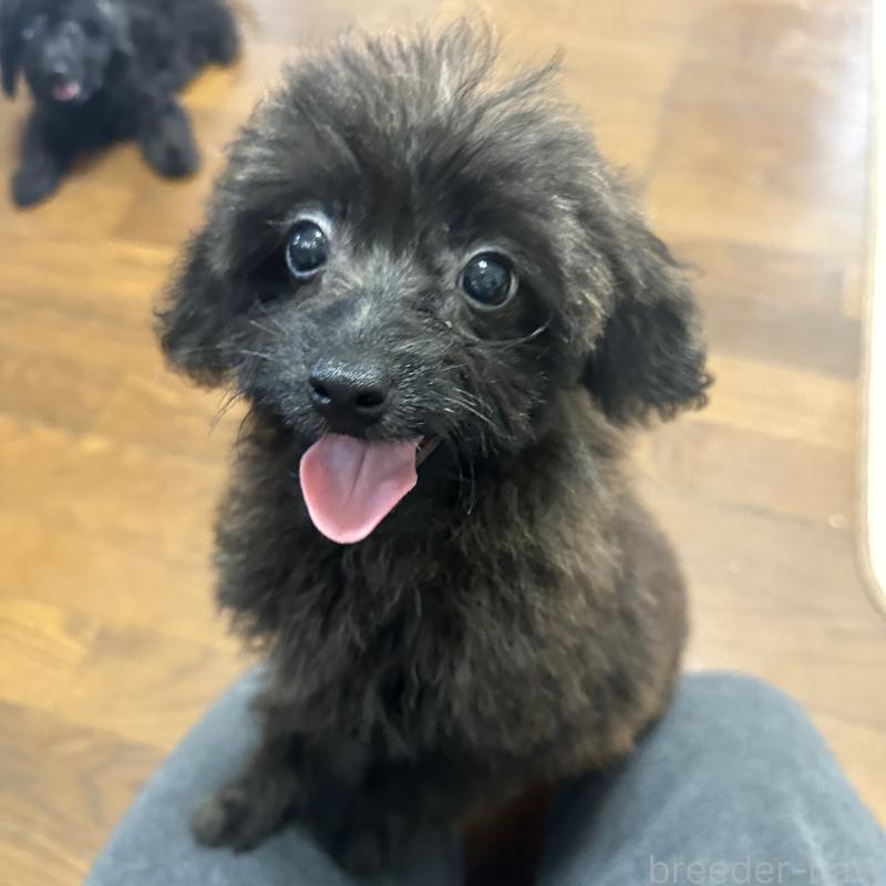 販売中の千葉県のミックス犬-406651の2枚目