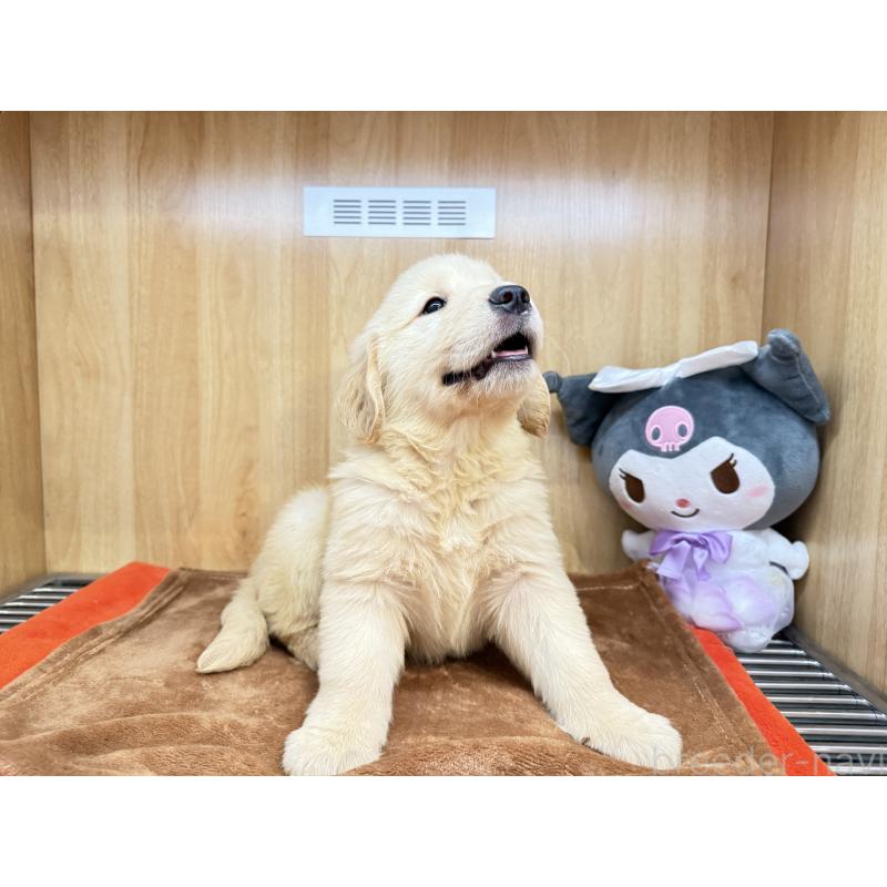 成約済の愛知県のゴールデンレトリーバー-406653の1枚目