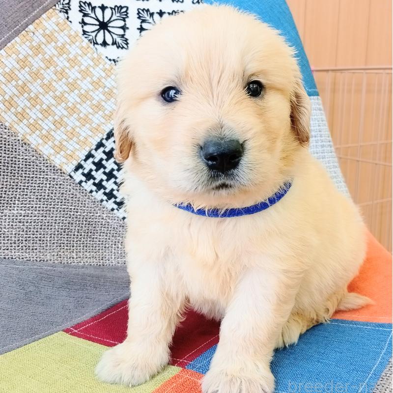 成約済の和歌山県のゴールデンレトリーバー-403000の6枚目