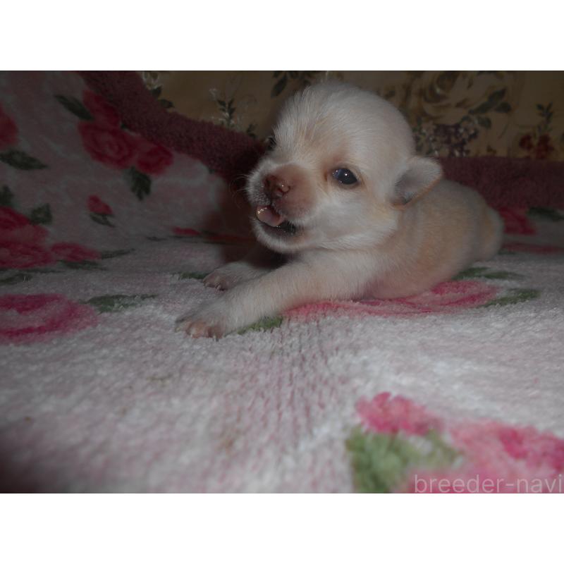 販売中の鹿児島県のミックス犬-406267の4枚目