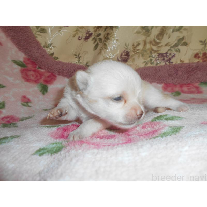 販売中の鹿児島県のミックス犬-406267の3枚目