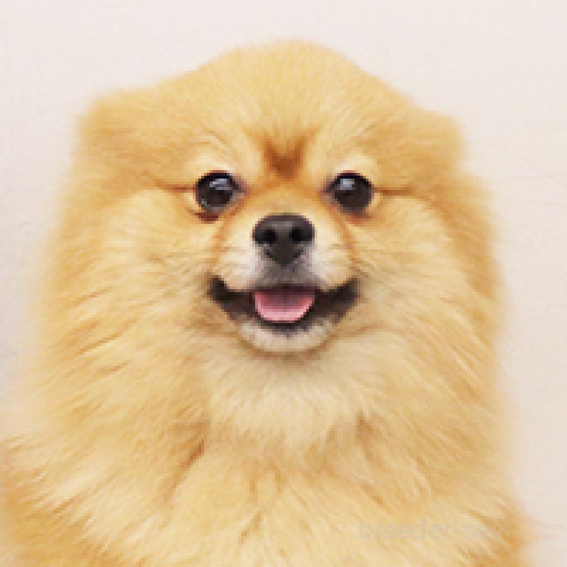 ののポメラニアン-