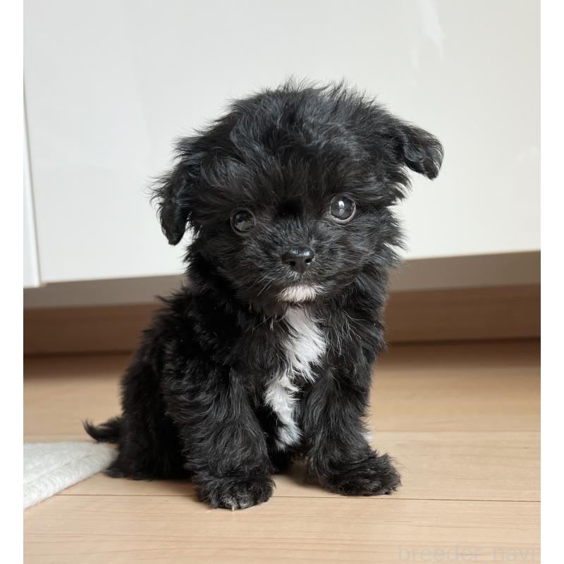 成約済の静岡県のミックス犬-403671の5枚目