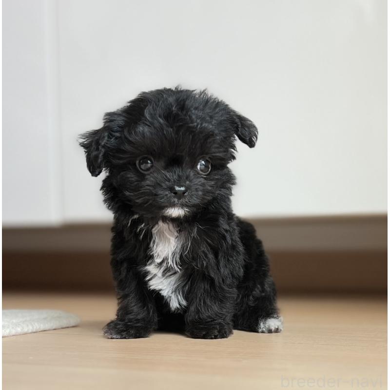 成約済の静岡県のミックス犬-403671の4枚目