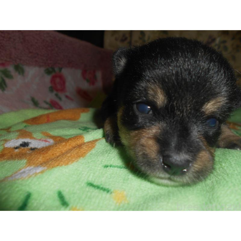 販売中の鹿児島県のミックス犬-406257の2枚目