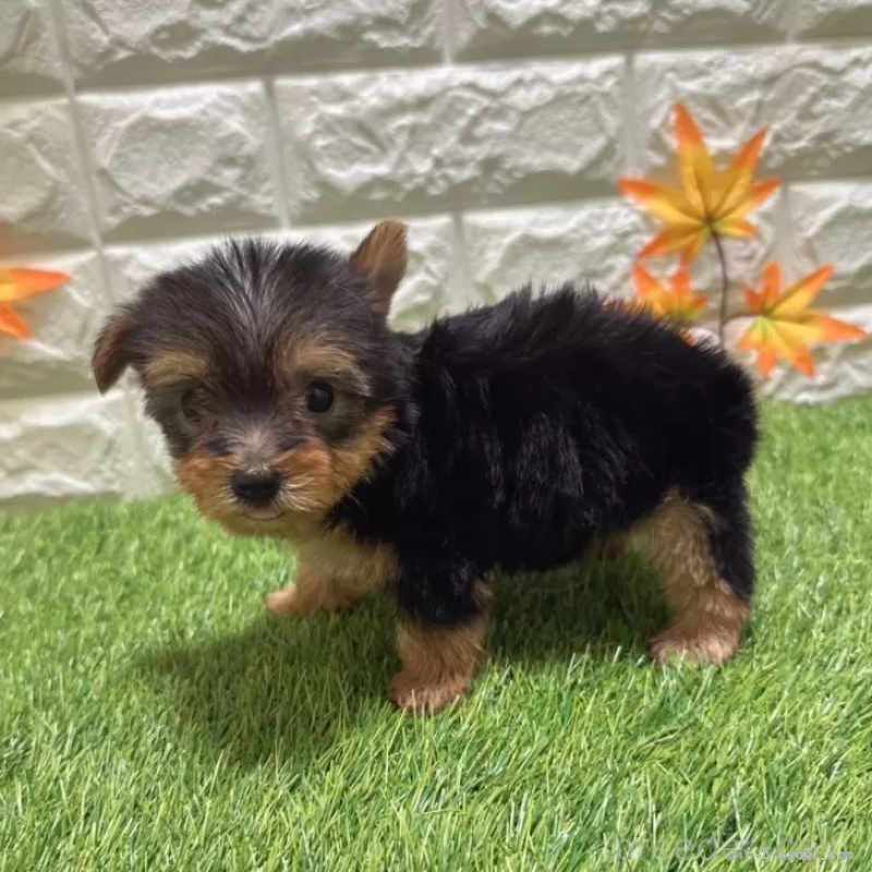 成約済の愛知県のヨークシャーテリア-405243の5枚目