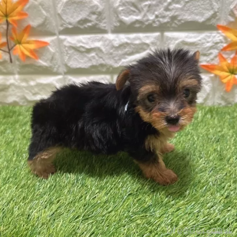 成約済の愛知県のヨークシャーテリア-405243の4枚目