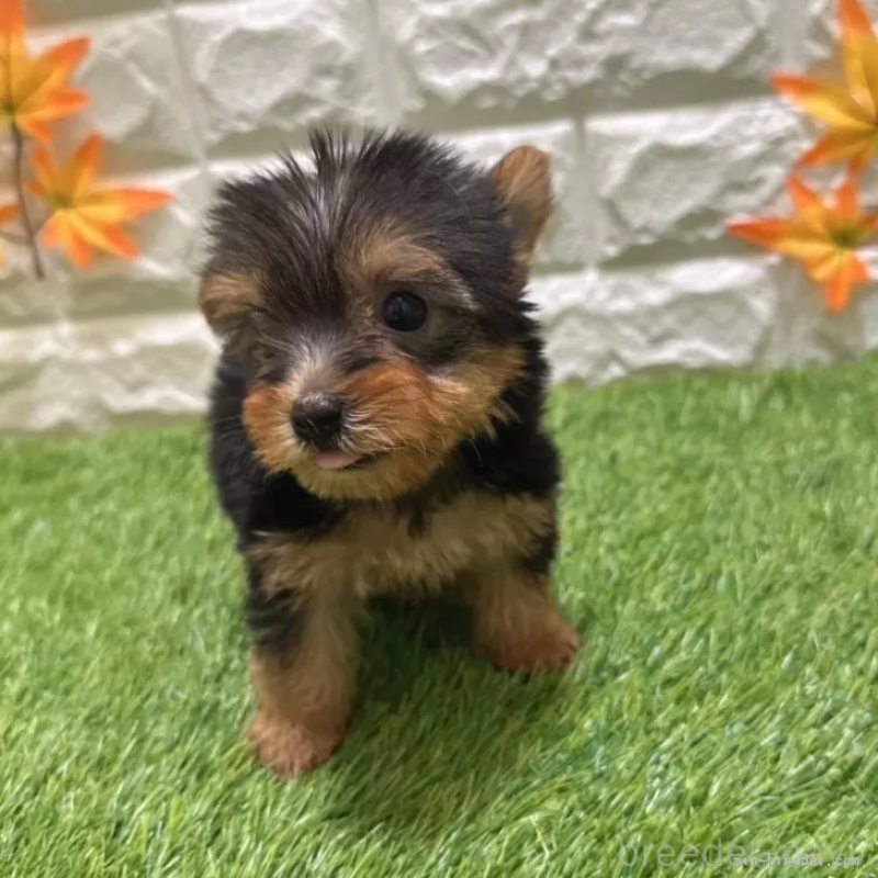 成約済の愛知県のヨークシャーテリア-405243の3枚目