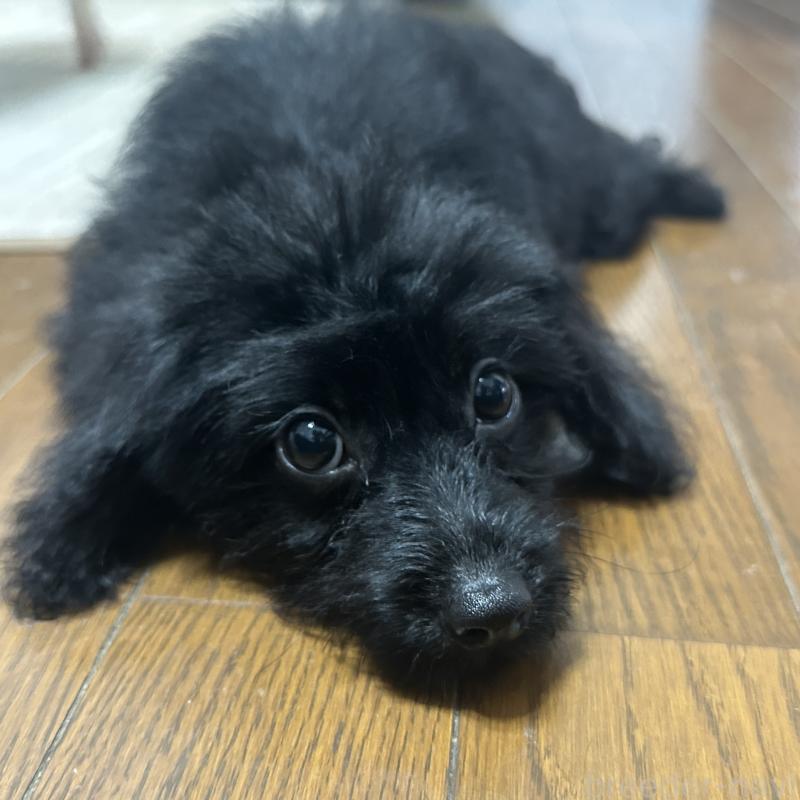 販売中の千葉県のミックス犬-393712の6枚目