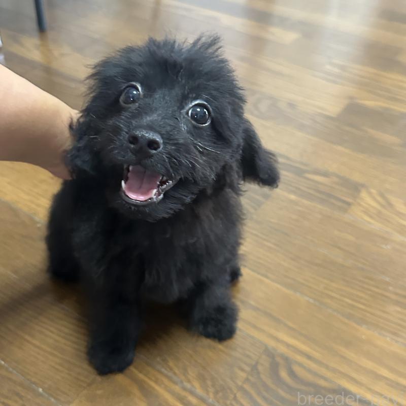 販売中の千葉県のミックス犬-393712の5枚目