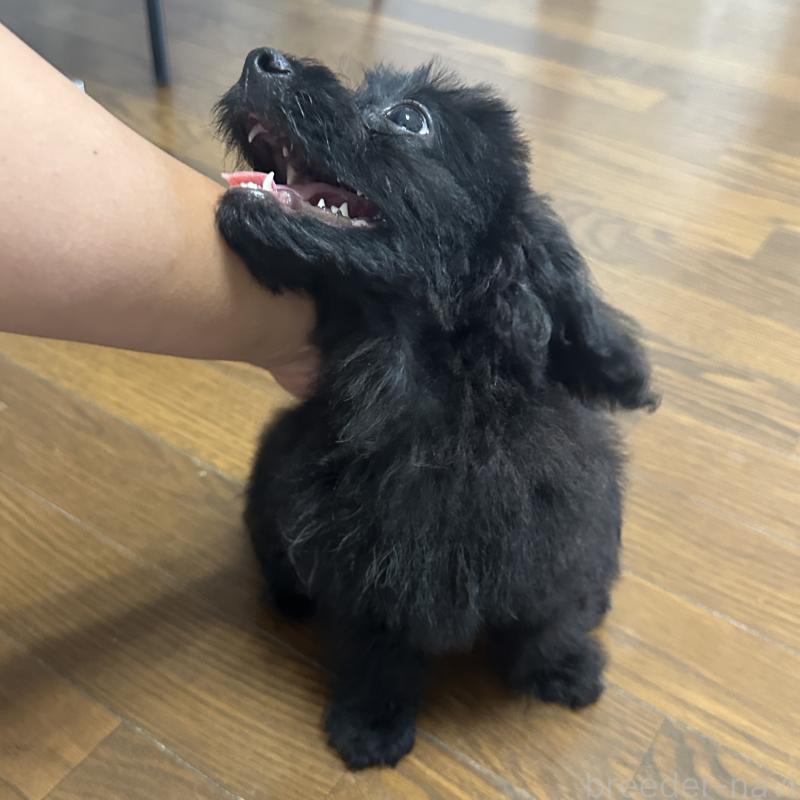 販売中の千葉県のミックス犬-393712の4枚目