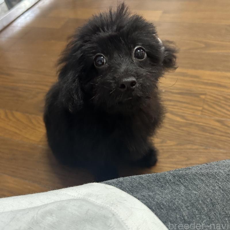 販売中の千葉県のミックス犬-393712の3枚目
