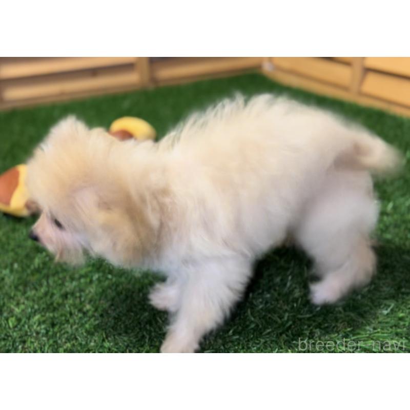 販売中の埼玉県のミックス犬-391948の16枚目