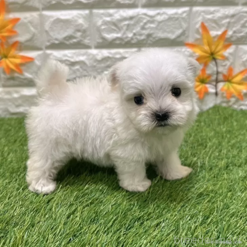 成約済の愛知県のマルチーズ-405218の5枚目