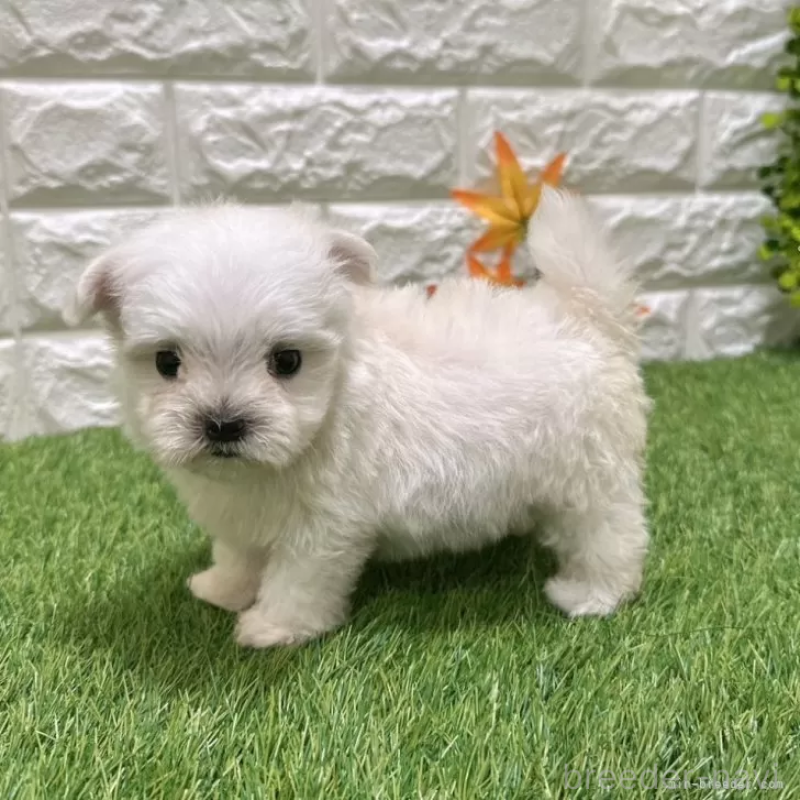 成約済の愛知県のマルチーズ-405218の4枚目