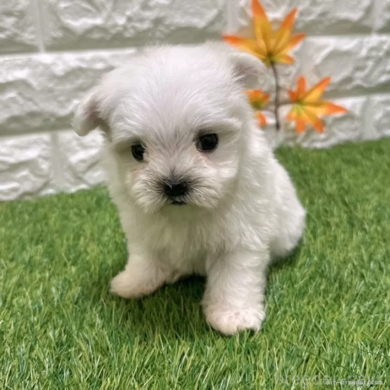 成約済の愛知県のマルチーズ-405218の3枚目