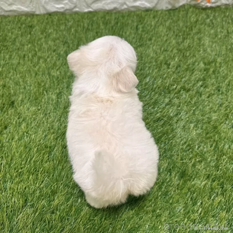 成約済の愛知県のマルチーズ-405218の2枚目