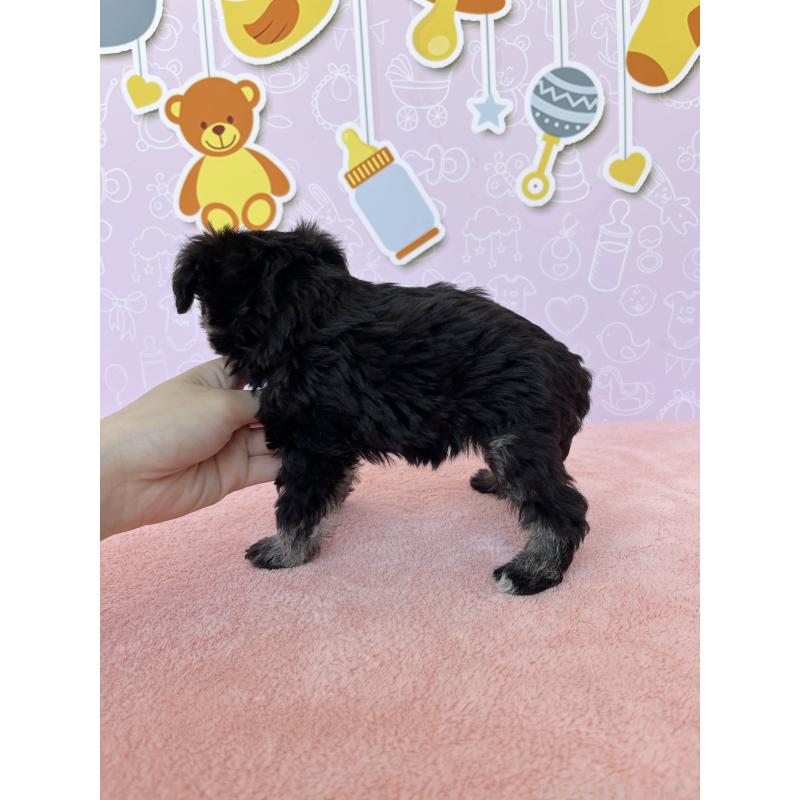 成約済の東京都のミックス犬-403774の5枚目