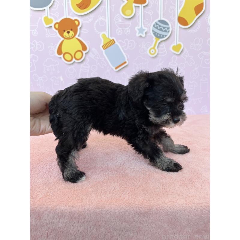 成約済の東京都のミックス犬-403774の4枚目