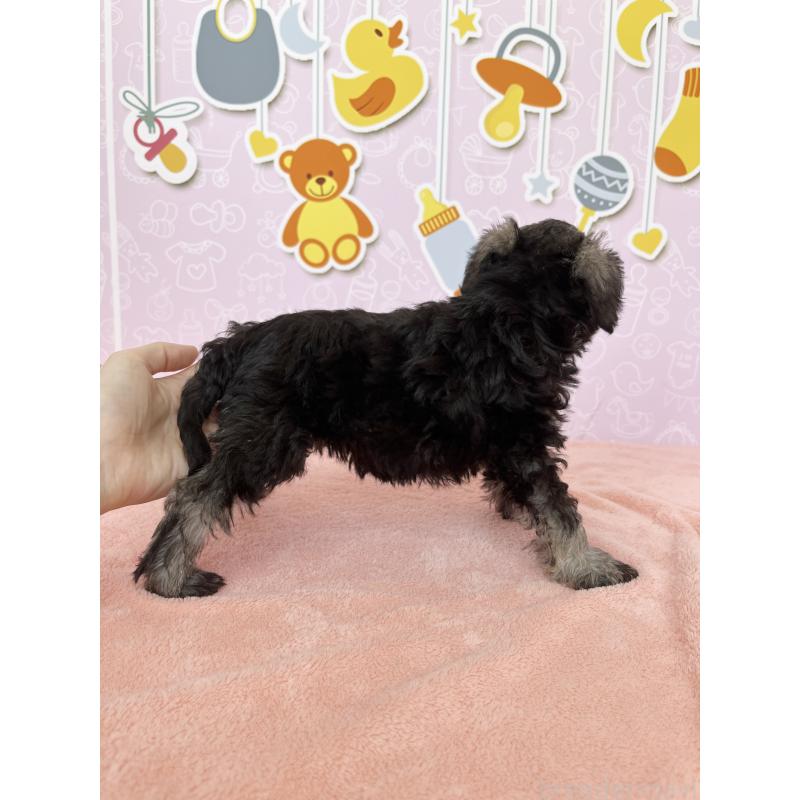 成約済の東京都のミニチュアシュナウザー-402335の3枚目