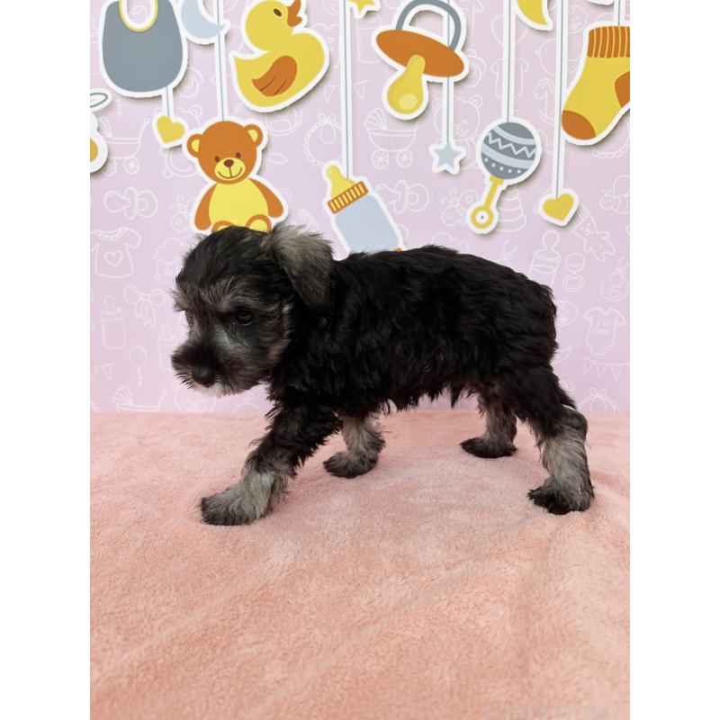 成約済の東京都のミニチュアシュナウザー-402335の2枚目