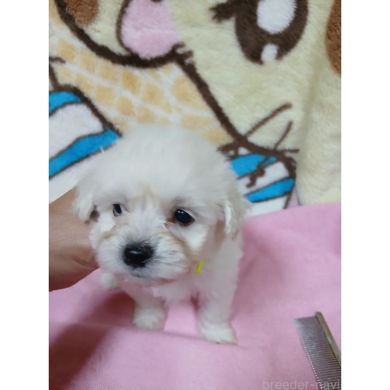 販売中の茨城県のミックス犬-406680の2枚目