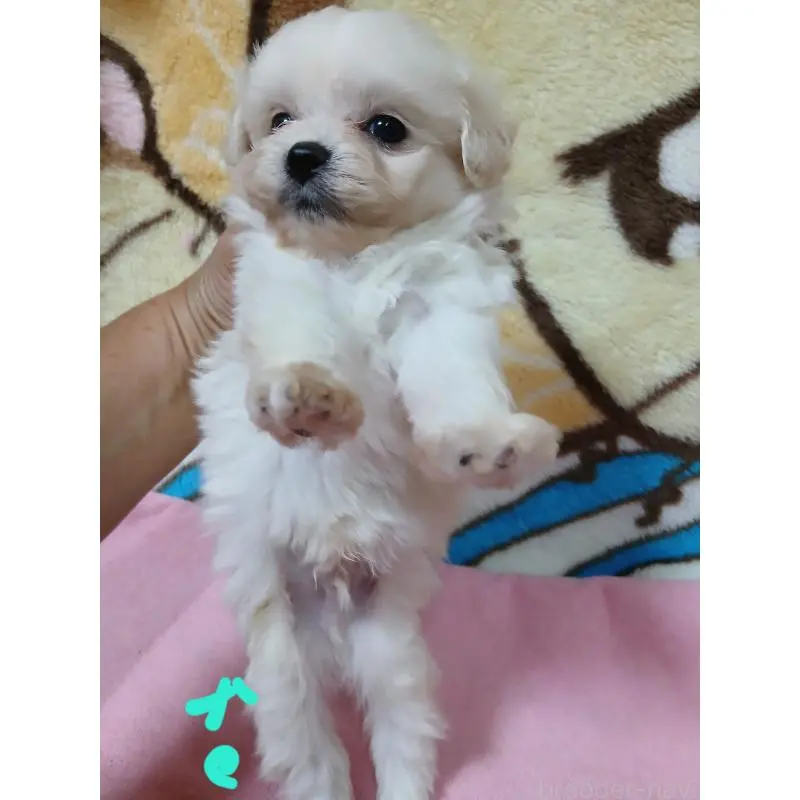 販売中の茨城県のミックス犬-406679の2枚目