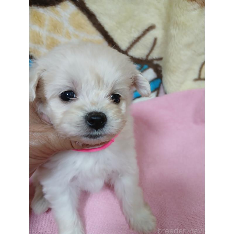 販売中の茨城県のミックス犬-406677の2枚目