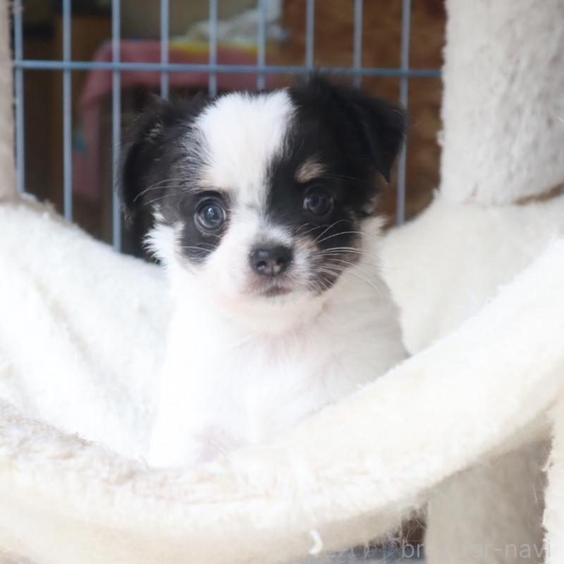 成約済の滋賀県のチワワ(ロングコート)-404127