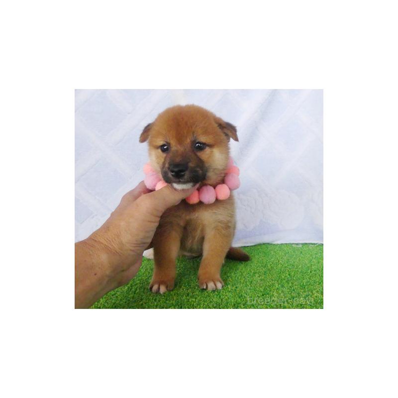 販売中の静岡県の柴犬-406683の8枚目