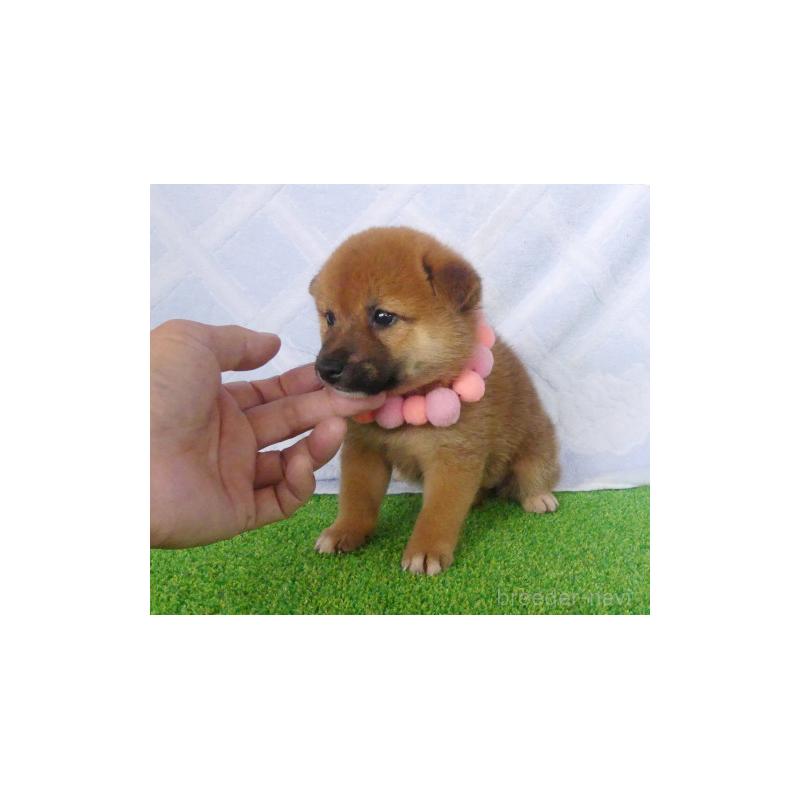 販売中の静岡県の柴犬-406683の7枚目