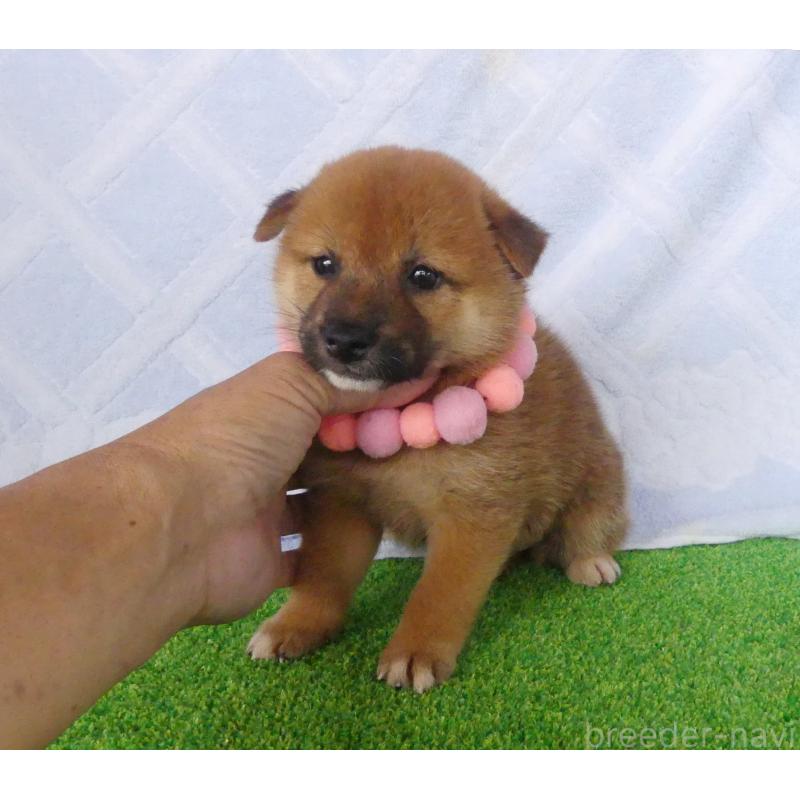 販売中の静岡県の柴犬-406683の4枚目