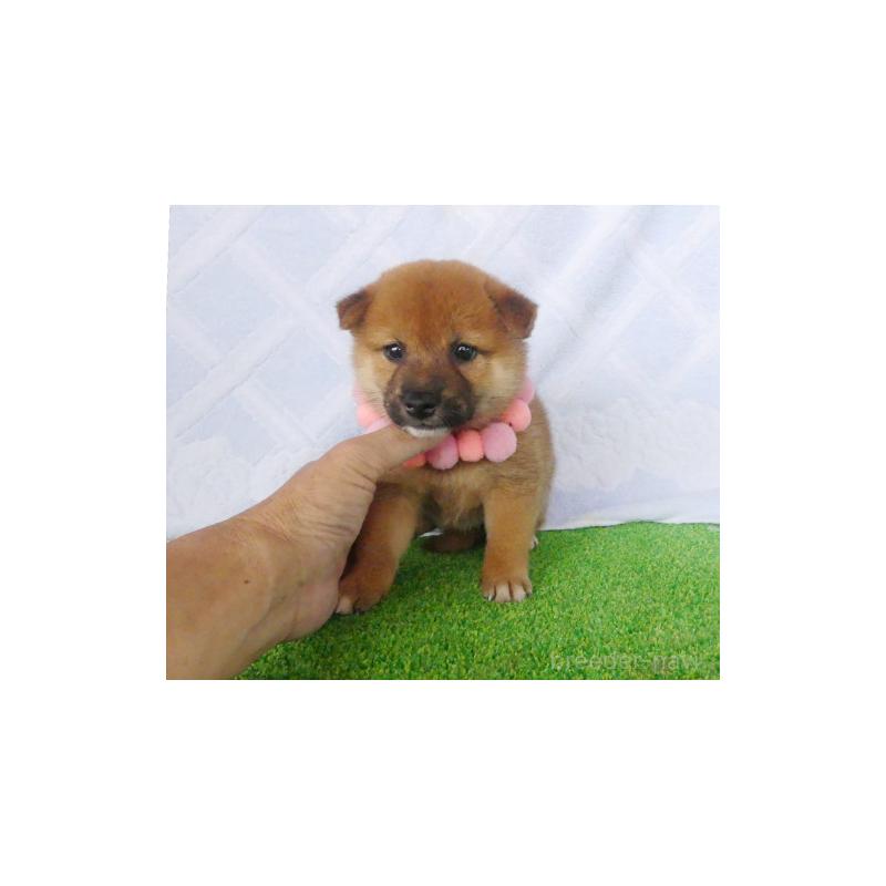 販売中の静岡県の柴犬-406683の2枚目