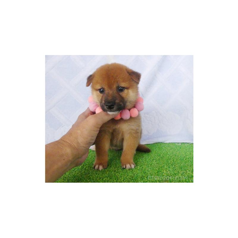 販売中の静岡県の柴犬-406683の3枚目