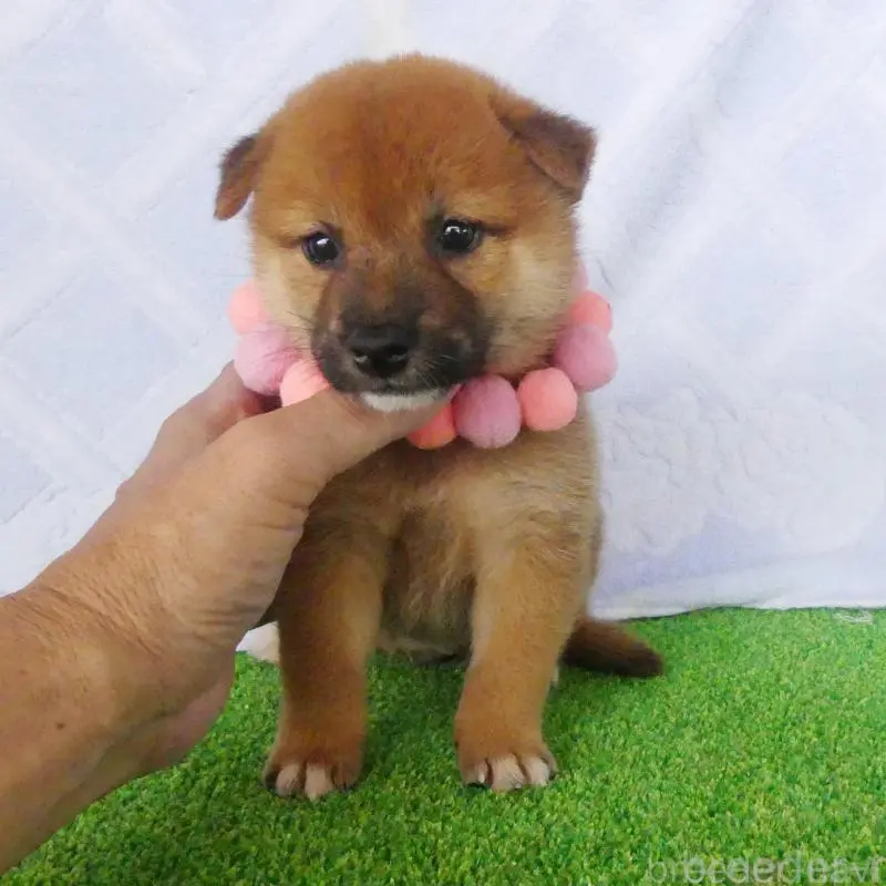 販売中の静岡県の柴犬-406683の1枚目
