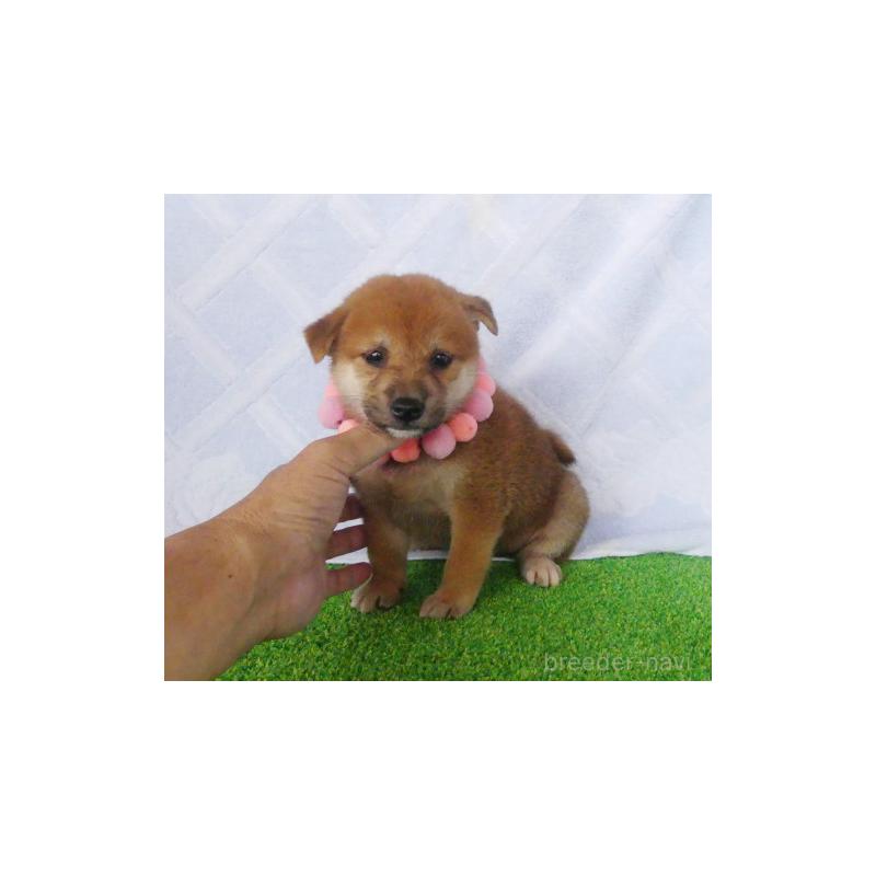 販売中の静岡県の柴犬-406684の6枚目
