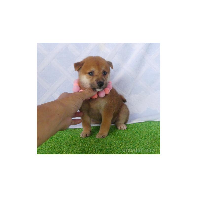 販売中の静岡県の柴犬-406684の4枚目