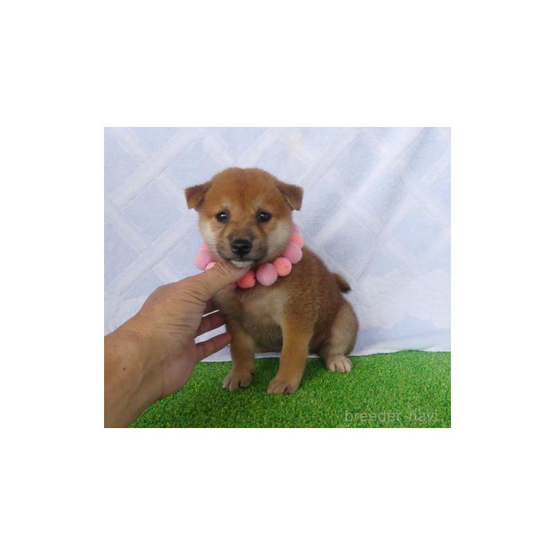 販売中の静岡県の柴犬-406684の5枚目