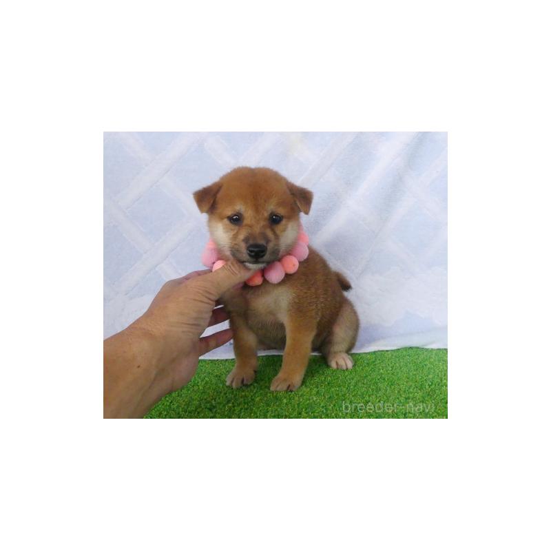 販売中の静岡県の柴犬-406684の3枚目