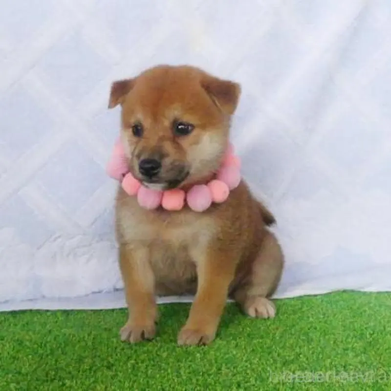 販売中の静岡県の柴犬-406684