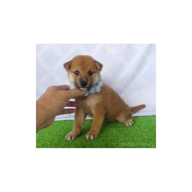 販売中の静岡県の柴犬-406686の5枚目