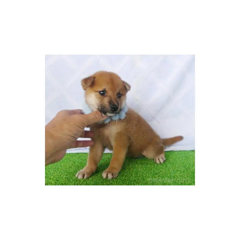 販売中の静岡県の柴犬-406686の4枚目