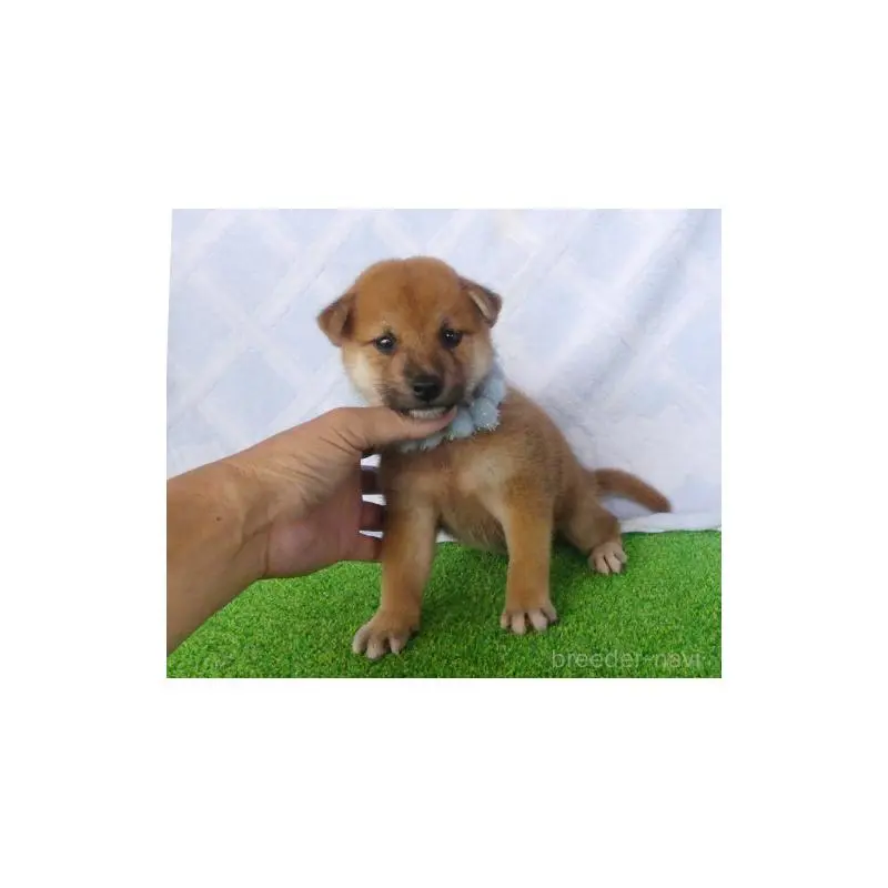 販売中の静岡県の柴犬-406686の3枚目