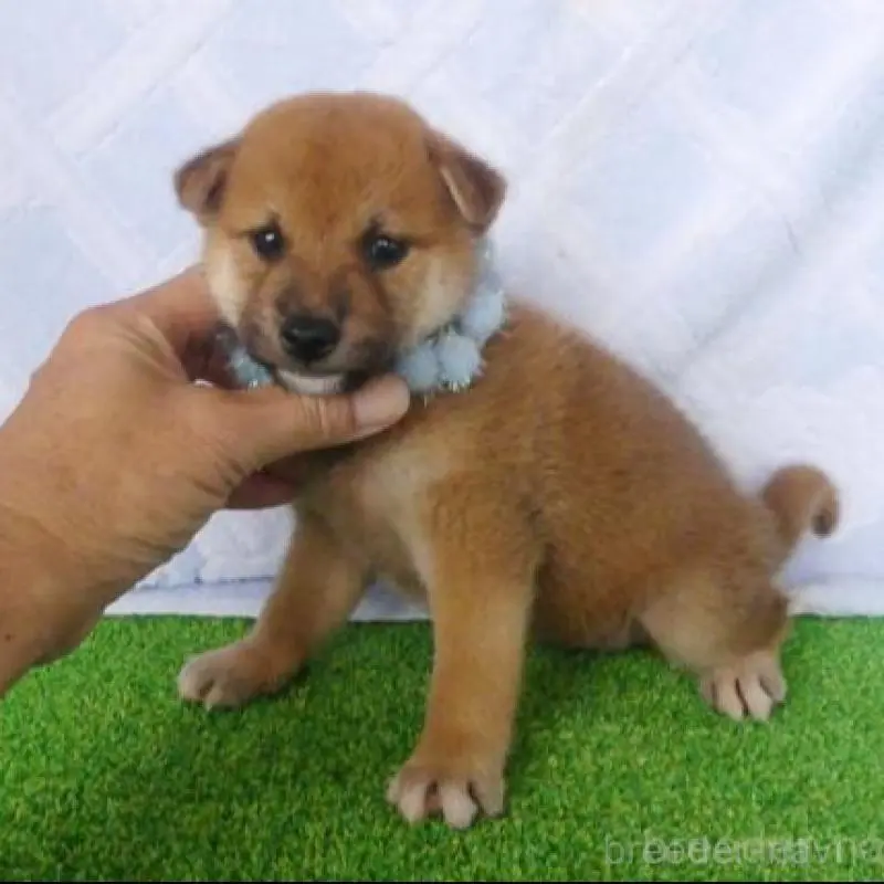 販売中の静岡県の柴犬-406686の1枚目
