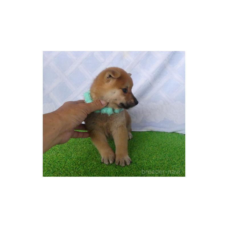 販売中の静岡県の柴犬-406687の5枚目